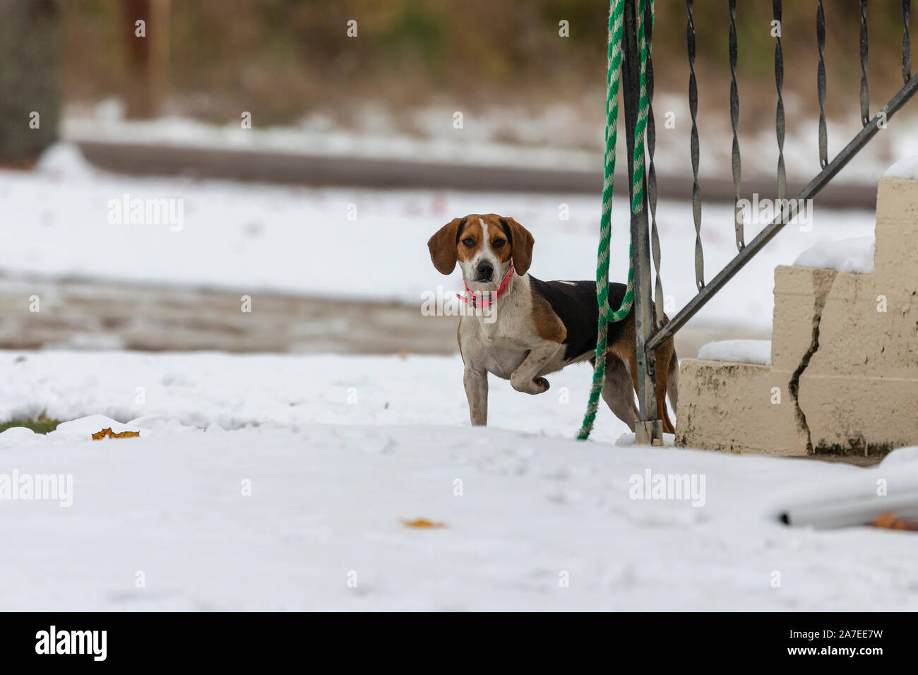Un piccolo cane beagle guardando i dintorni Foto Stock