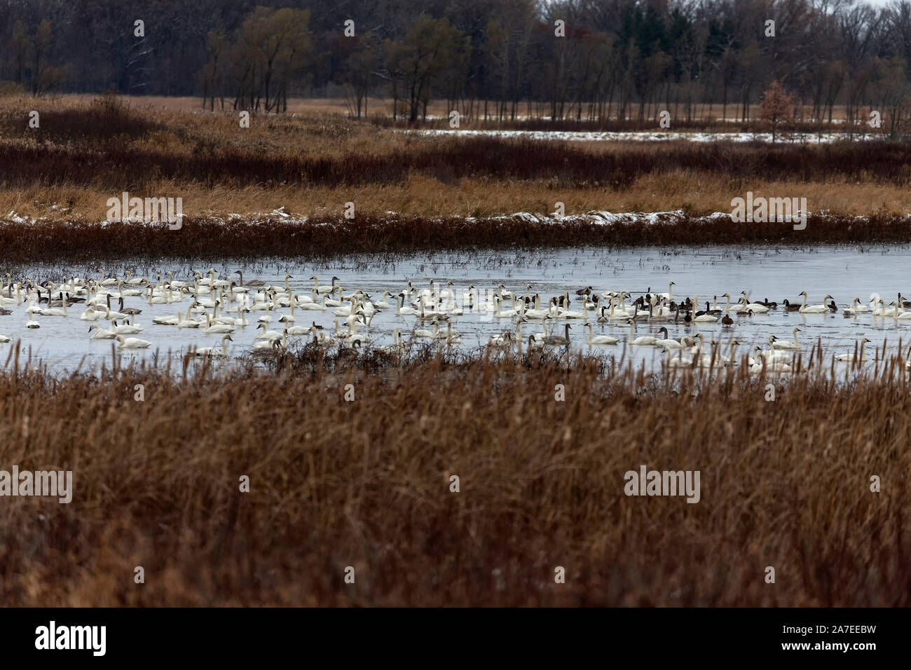 La migrazione di cigni e anatre in direzione sud sul membro la fauna selvatica e la zona dei rifugiati nel Wisconsin Foto Stock