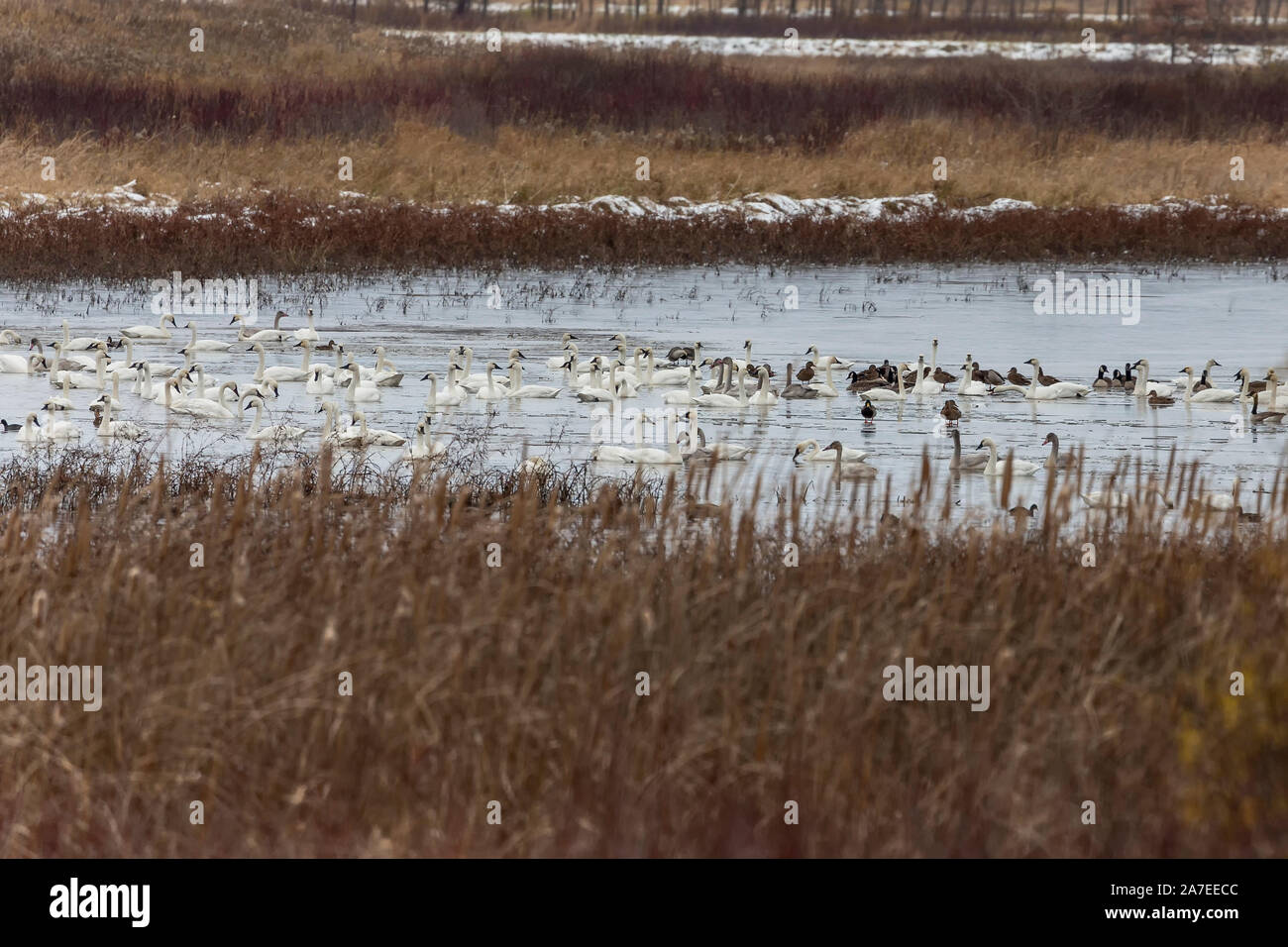 La migrazione di cigni e anatre in direzione sud sul membro la fauna selvatica e la zona dei rifugiati nel Wisconsin Foto Stock