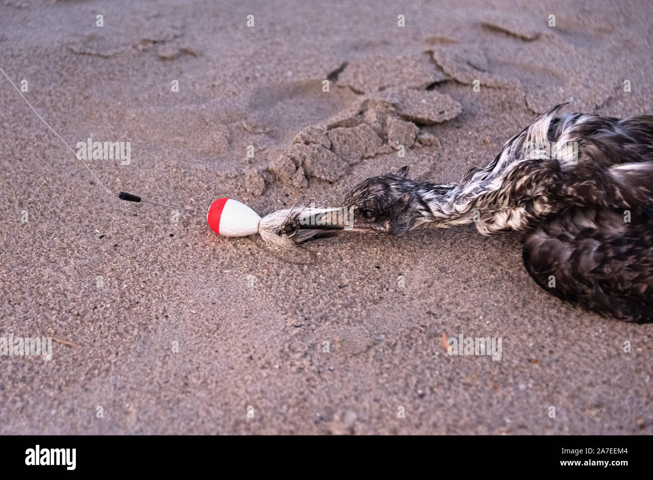 I capretti grande Black-Backed Gabbiano (Larus marinus) uccisi dagli attrezzi da pesca. Ocean City, New Jersey, STATI UNITI D'AMERICA Foto Stock