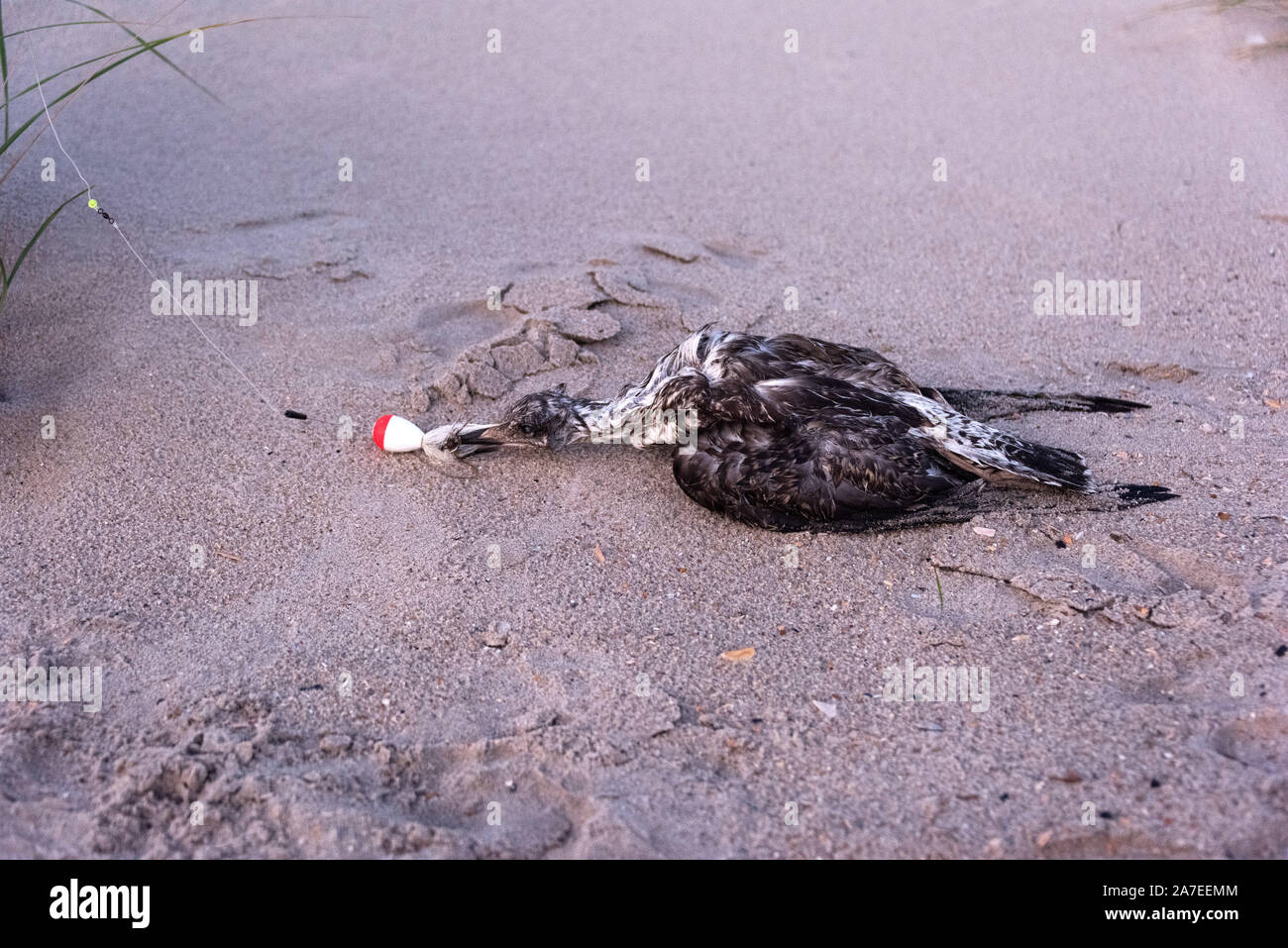 I capretti grande Black-Backed Gabbiano (Larus marinus) uccisi dagli attrezzi da pesca. Ocean City, New Jersey, STATI UNITI D'AMERICA Foto Stock