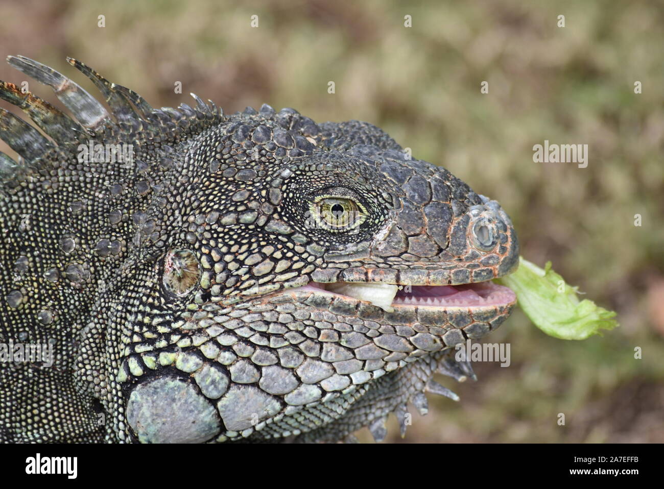 Iguana nel parco di iguana di Guayaquil, Ecuador Foto Stock