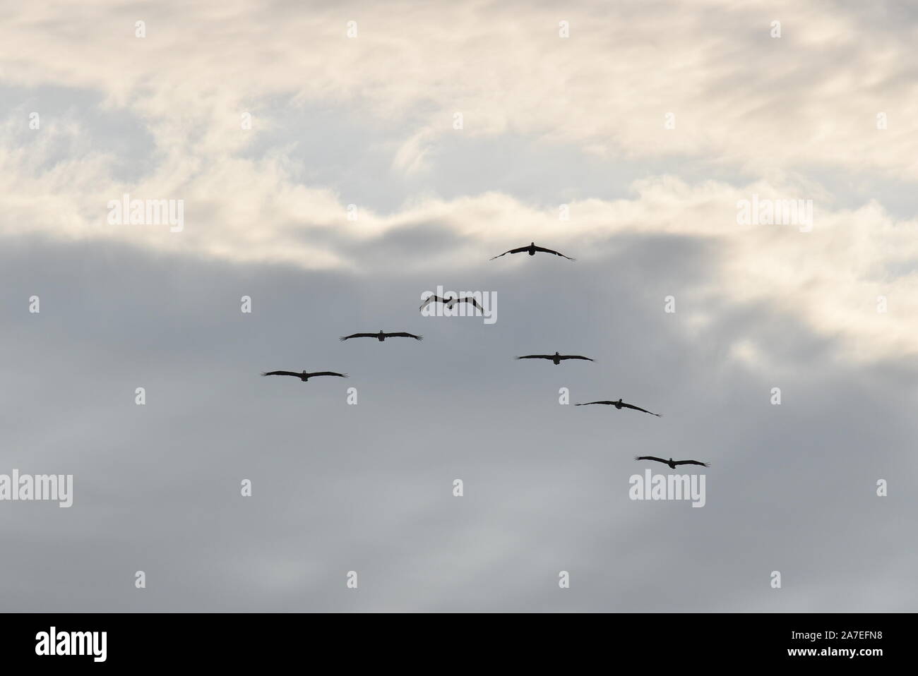 Uccelli in volo su un cielo nuvoloso Foto Stock