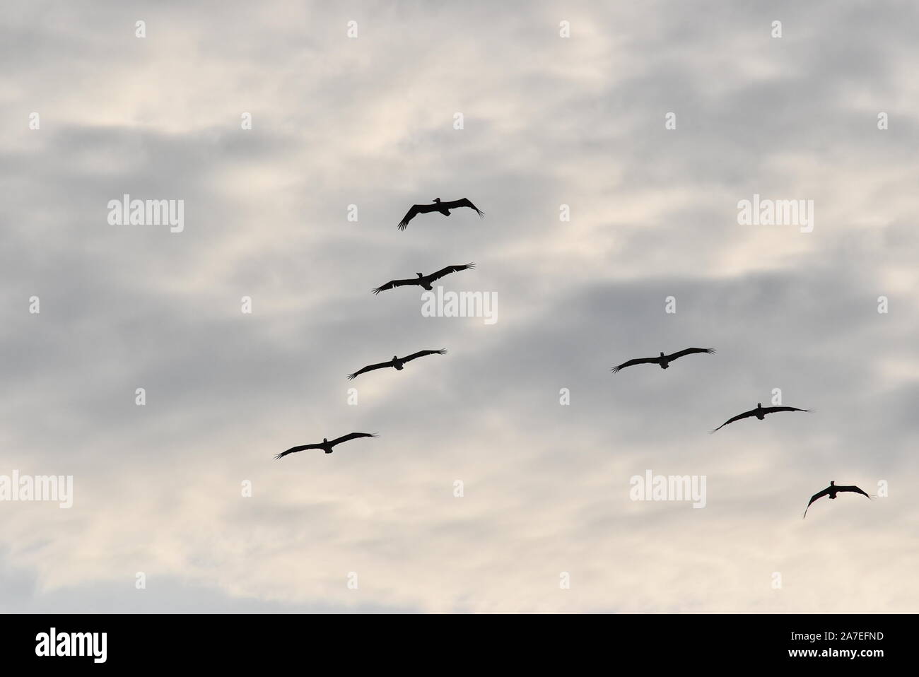 Uccelli in volo su un cielo nuvoloso Foto Stock