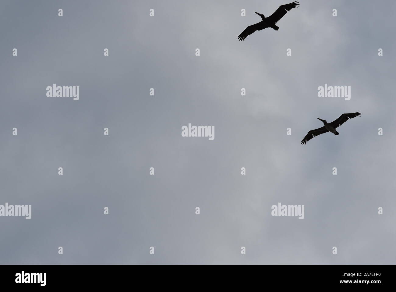Uccelli in volo su un cielo nuvoloso Foto Stock