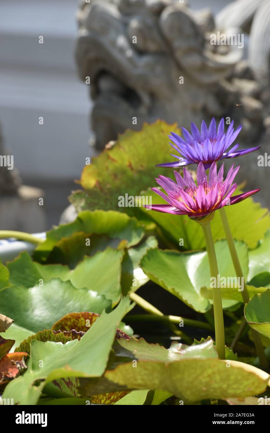 I fiori di loto in Bangkok Foto Stock