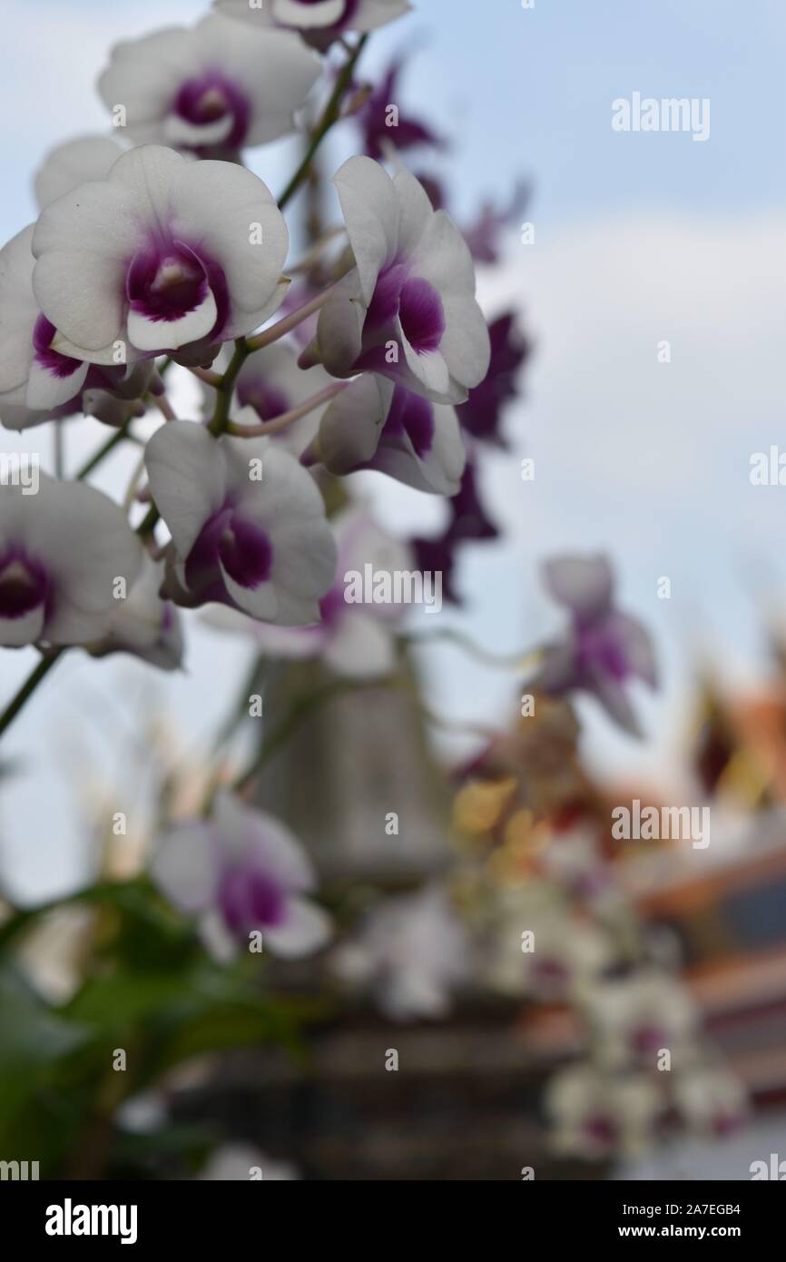 Orchidee in Bangkok Foto Stock
