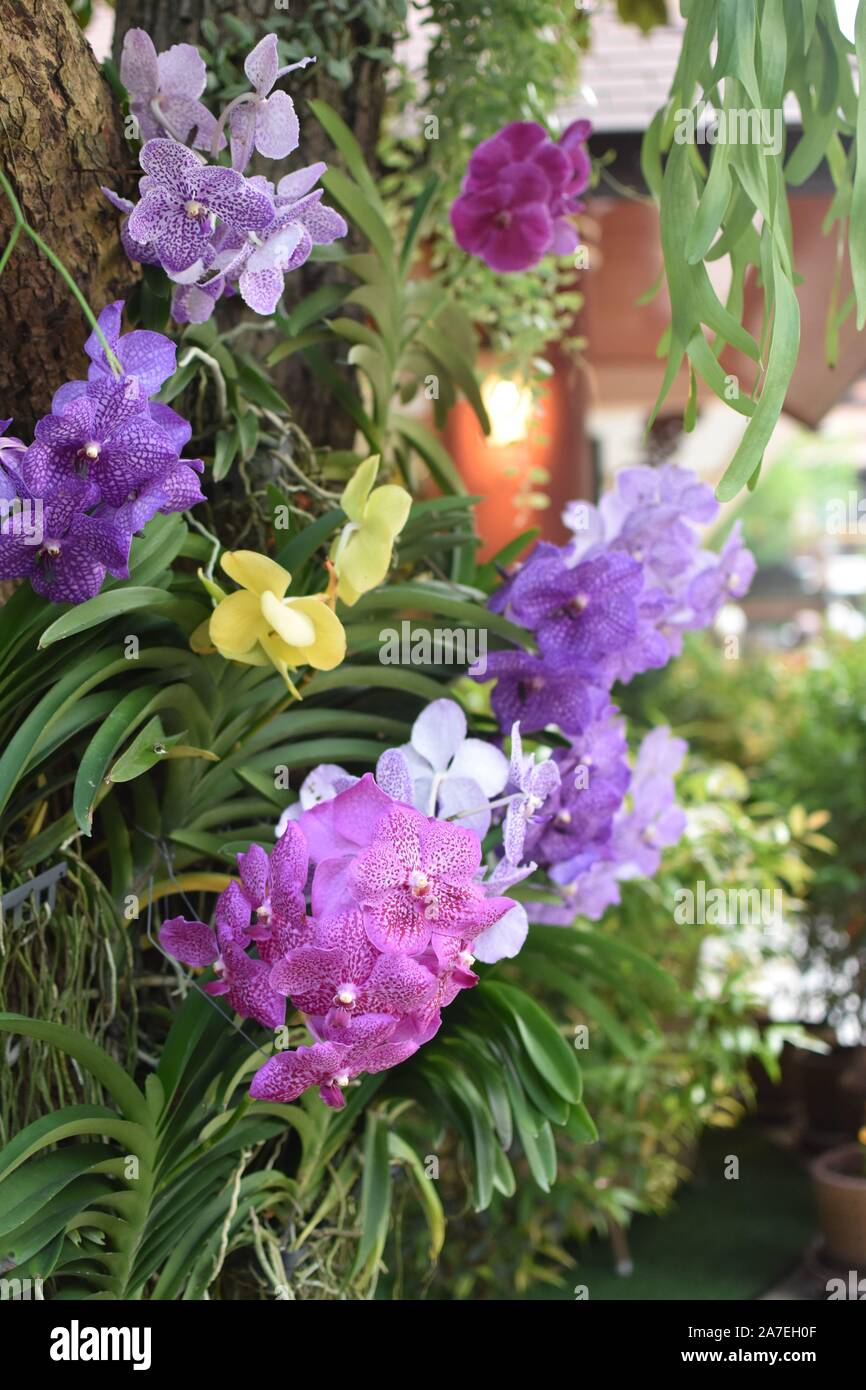 Orchidee naturali in Thailandia Foto Stock
