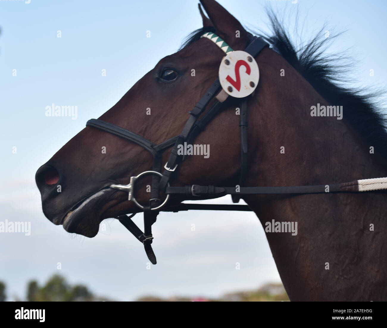 Close-up di un cavallo da corsa Foto Stock