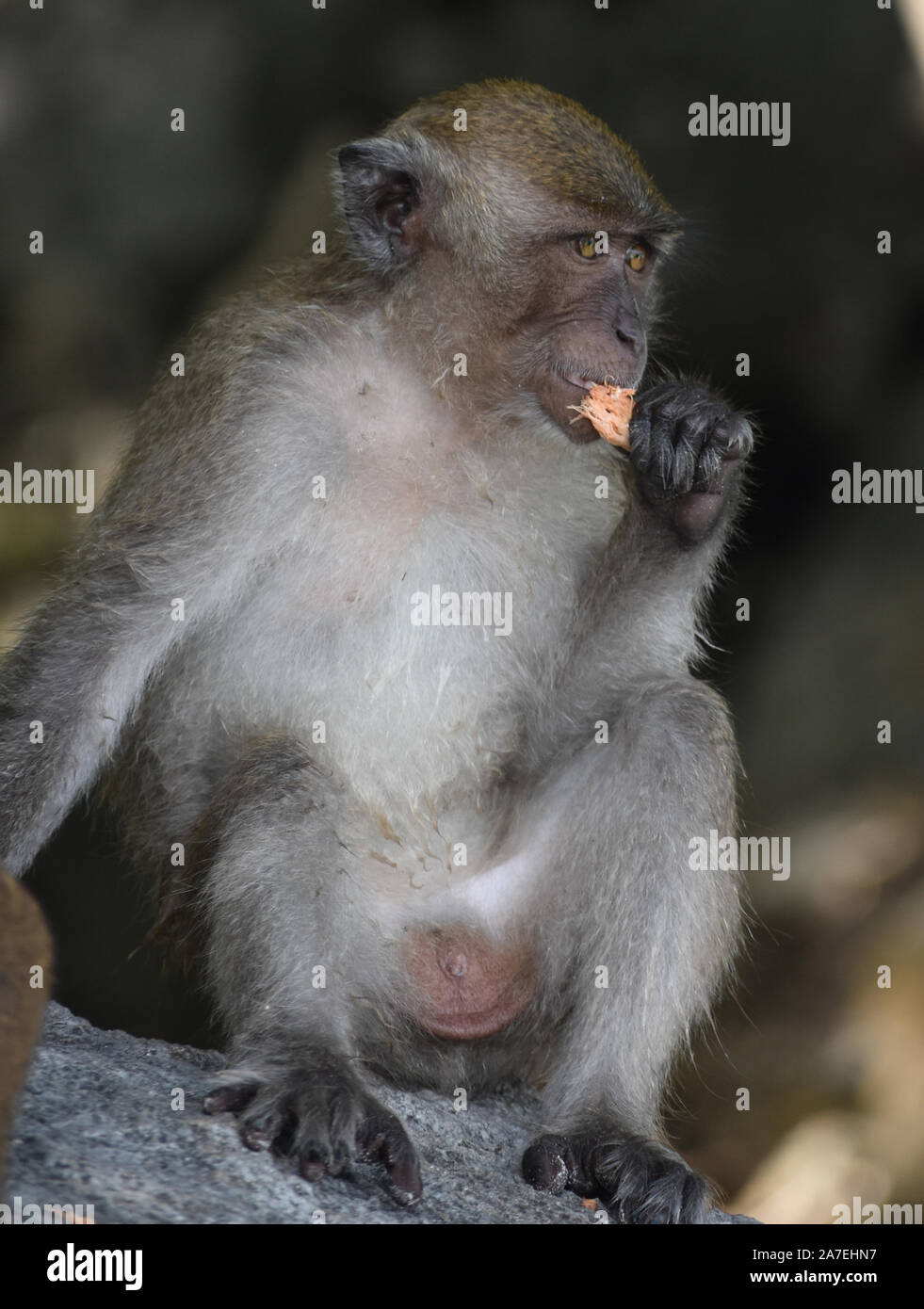 Wild scimmia in Thailandia Foto Stock