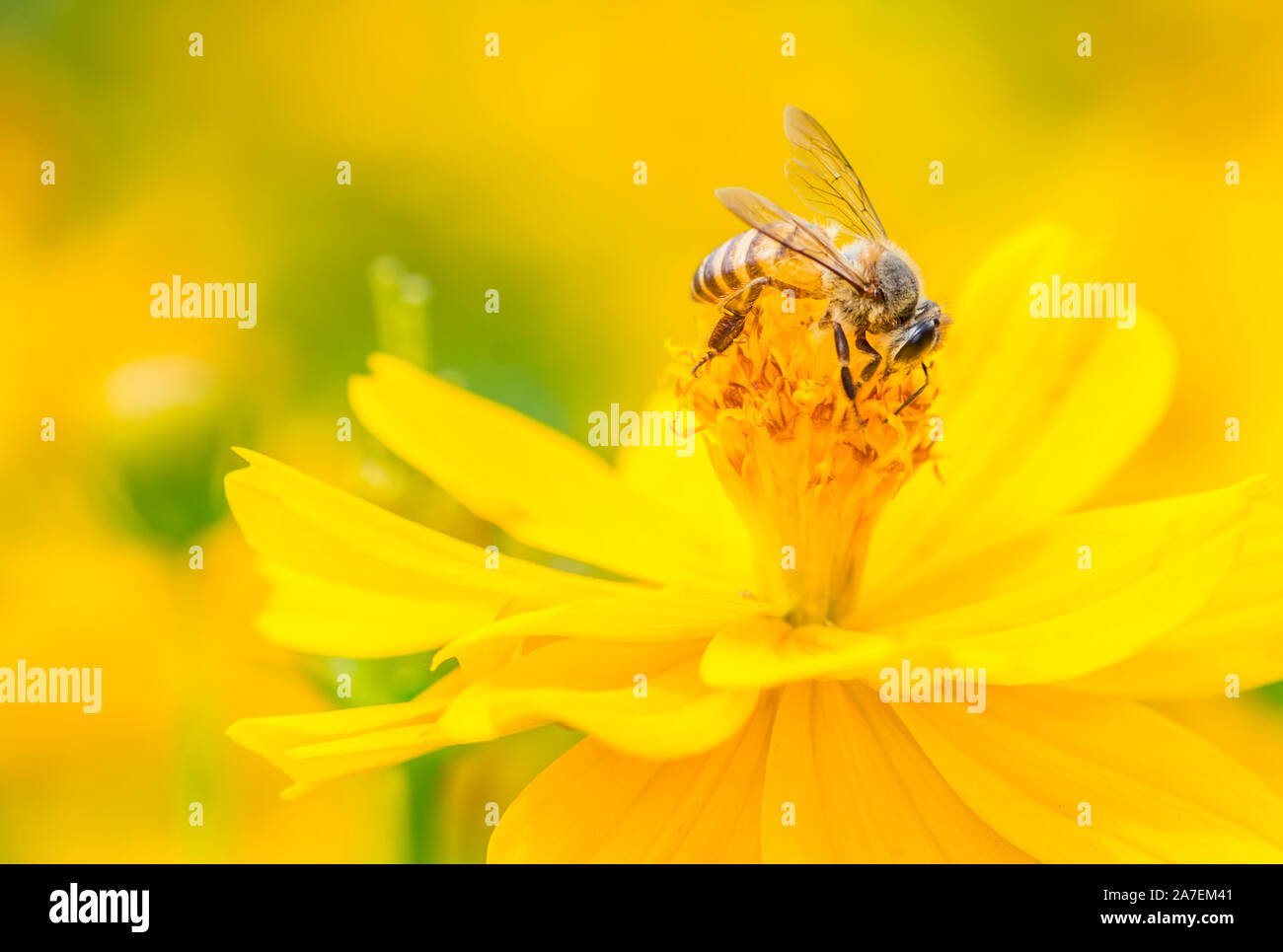 Macro Ape su giallo di fiori selvatici. Giallo Dorato immagine di tono. Foto Stock