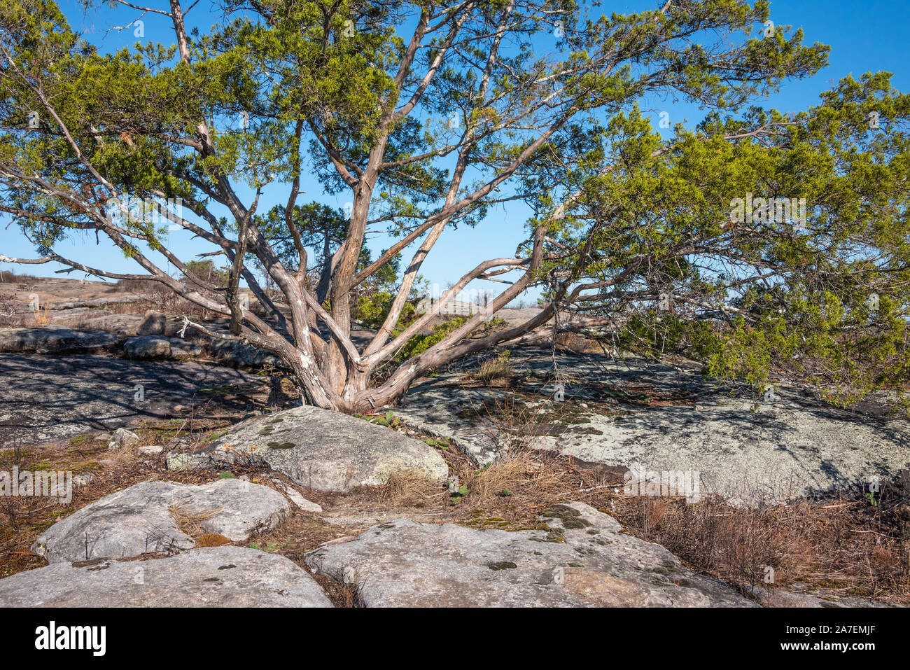 Albero che cresce al di fuori della roccia di granito lungo il sentiero escursionistico in Arabia Mountain nel Davidson-Arabia Mountain Nature Preserve vicino ad Atlanta, GA. (USA) Foto Stock