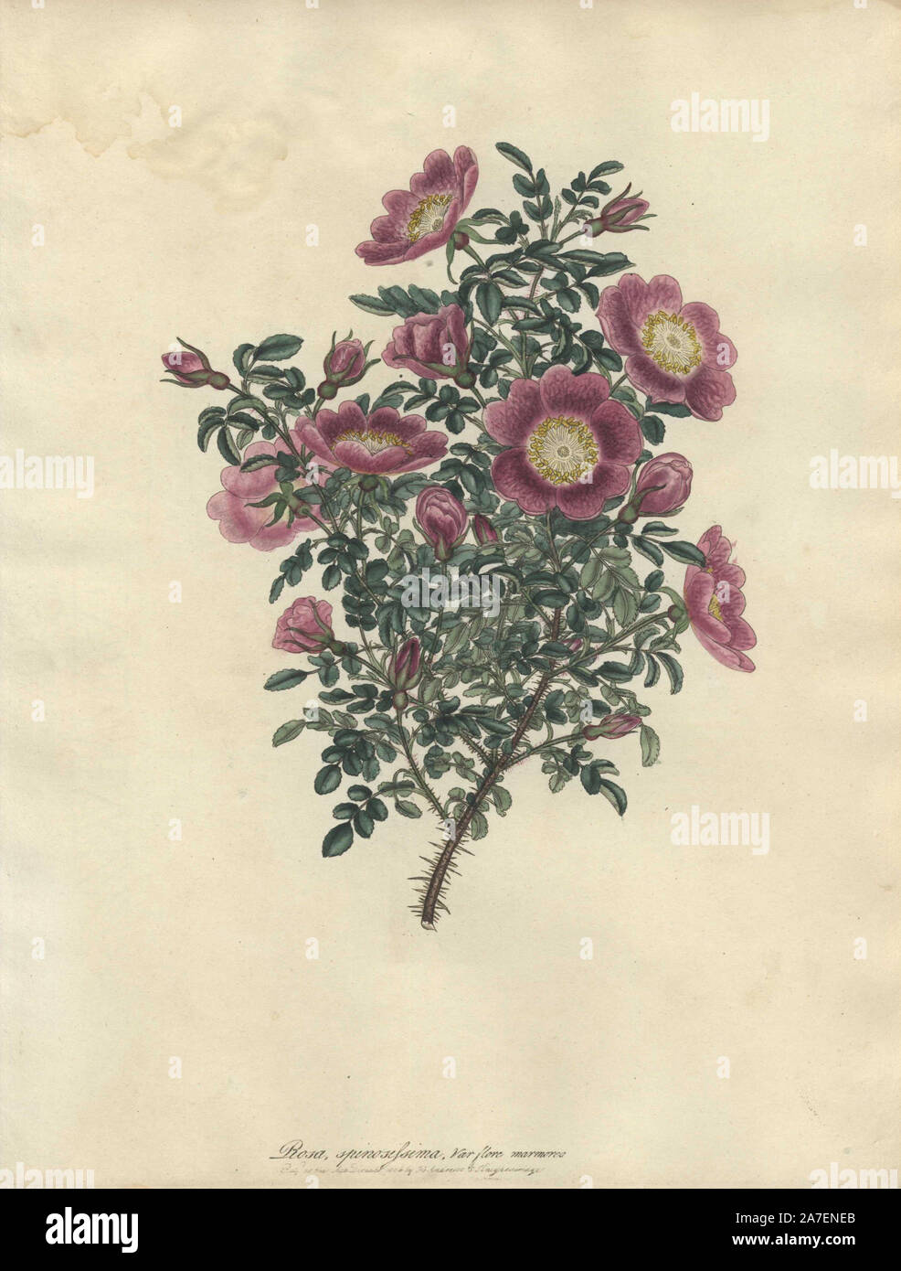 Rosa spinosissima, var. flore epigrafe. Copperplate Handcolored disegnati botanico, inciso e colorato da Henry Charles Andrews per il suo "Rose, una monografia del genere Rosa", Londra, 1806. Andrews è stato un botanico inglese, artista e incisore che ha pubblicato il "Botanico Repository dell' dal 1797 al 1812 e volumi separati sulle rose, gerani e brughiere. Foto Stock