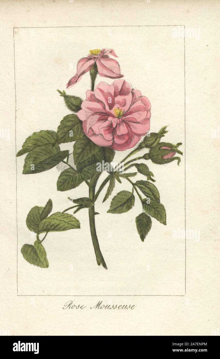 Handcolored incisione su rame di un illustrazione di Mlle. Prudhomme da "Hommage rendu un la Rose", Parigi, circa 1815. Regalo un libro con la storia della rosa e una dozzina di miniature botanico. Foto Stock