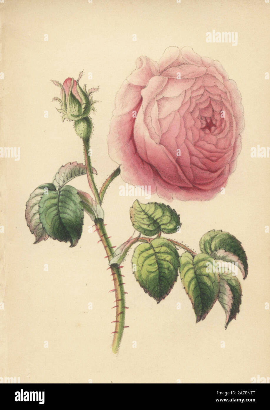 Cavolo, rose rosa centifolia, da Robert Tyas' 'regina dei fiori o memorie di Rose", Londra, 1840. Unsigned handcolored litografia, ma probabilmente da James Andrews. Poco è conosciuto circa l'artista James Andrews (18011876) a prescindere dal suo lavoro. Questo geniale artista insegnato fiore-verniciatura a giovani donne e pubblicato un trattato "Lezioni di pittura fiore' nel 1835. Blunt lo chiama "un illustratore di fiore sentimentale libri', ma ammette che egli era "molto di talento." La sua firma JA può essere trovato in molti botanici libri regalo per publisher Robert Tyas da 'il sentimento dei fiori (1836) t Foto Stock