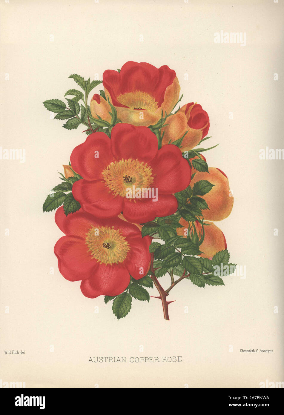 Rame austriaca rose. Chromolithograph da Georges Severeyns da una illustrazione di Walter H. Fitch da William Paolo " Il Giardino di Rose in due divisioni", Londra, 1888. Rilasciato per la prima volta nel 1848 con 15 le piastre colorate, "Il Giardino delle Rose' divenne presto uno standard di lavoro su roses e corse a 10 edizioni, l'ultimo nel 1903. Le illustrazioni per la nona edizione erano da Walter Fitch, il celebre artista che ha illustrato Curtis' 'Botanical Magazine' per molti anni. Foto Stock