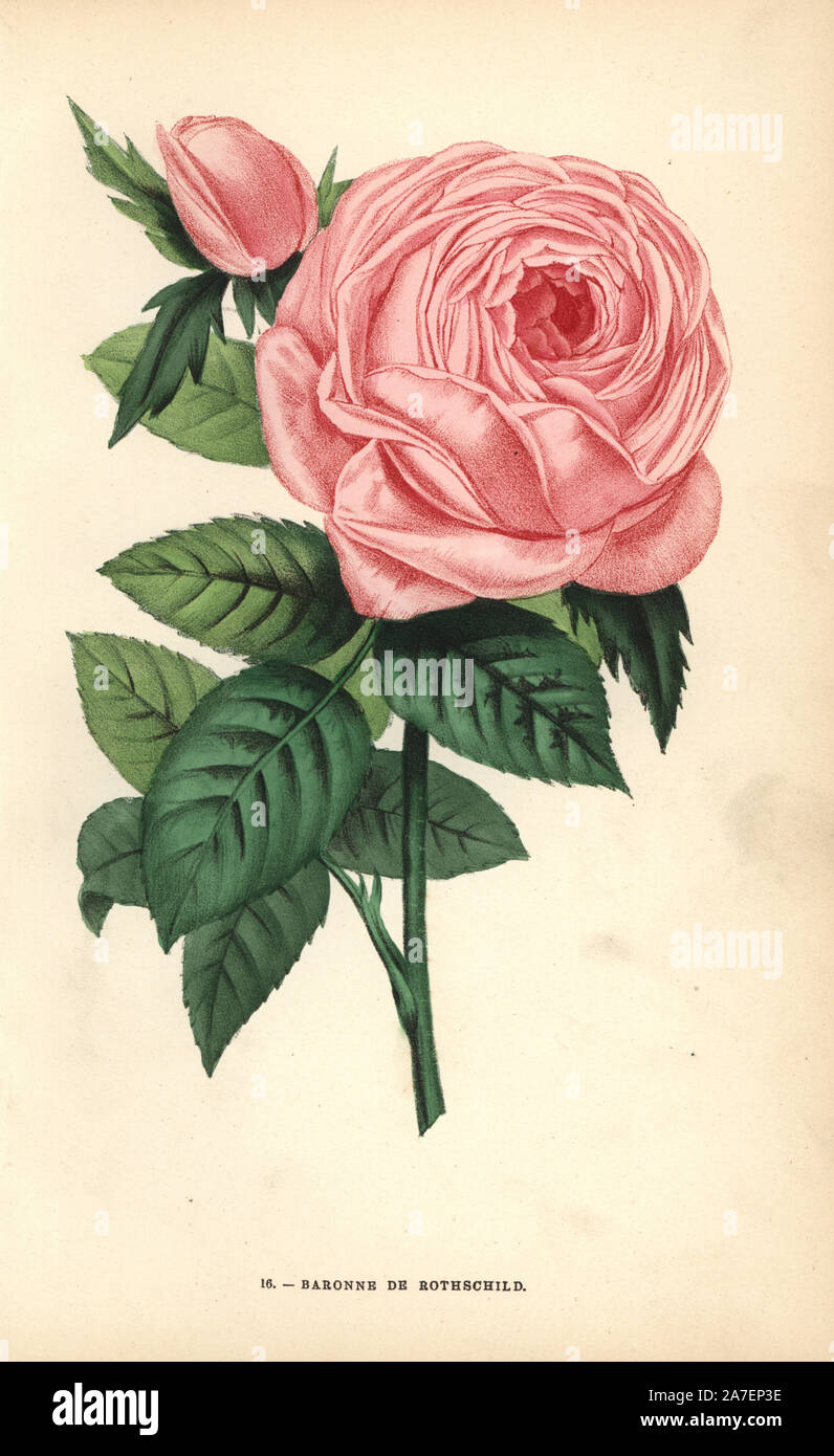 Baronne de Rothschild rose, ibrido sollevata da Monsieur Pernet di Lione nel 1867. Chromolithograph disegnato e litografato dopo la natura da F. Grobon da Hippolyte Jamain e Eugene Forney 'Les Roses", Parigi, J. Rothschild, 1873. Jamain era un coltivatore di rose e Forney un professore di arboricoltura. François Frédéric Grobon (1815-1901) ha eseguito il proprio atelier e illustrato "Fleurs' dopo La Redoute con suo fratello Anthelme come Grobon freres. Foto Stock