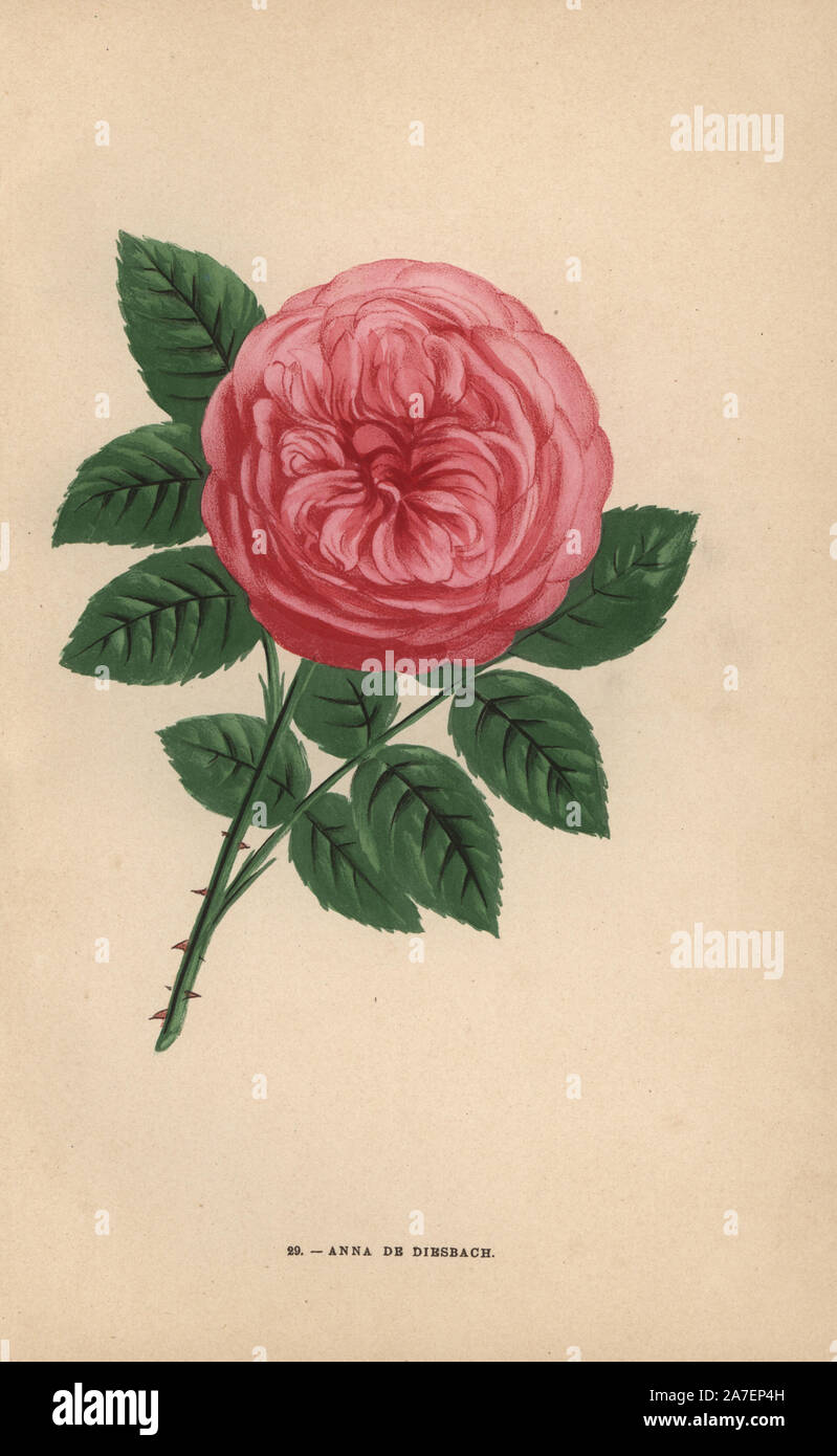 Anna de Diesbach rose, ibrido sollevata da Monsieur Lacharme a Lione nel 1858. Chromolithograph disegnato e litografato dopo la natura da F. Grobon da Hippolyte Jamain e Eugene Forney 'Les Roses", Parigi, J. Rothschild, 1873. Jamain era un coltivatore di rose e Forney un professore di arboricoltura. François Frédéric Grobon (1815-1901) ha eseguito il proprio atelier e illustrato "Fleurs' dopo La Redoute con suo fratello Anthelme come Grobon freres. Foto Stock