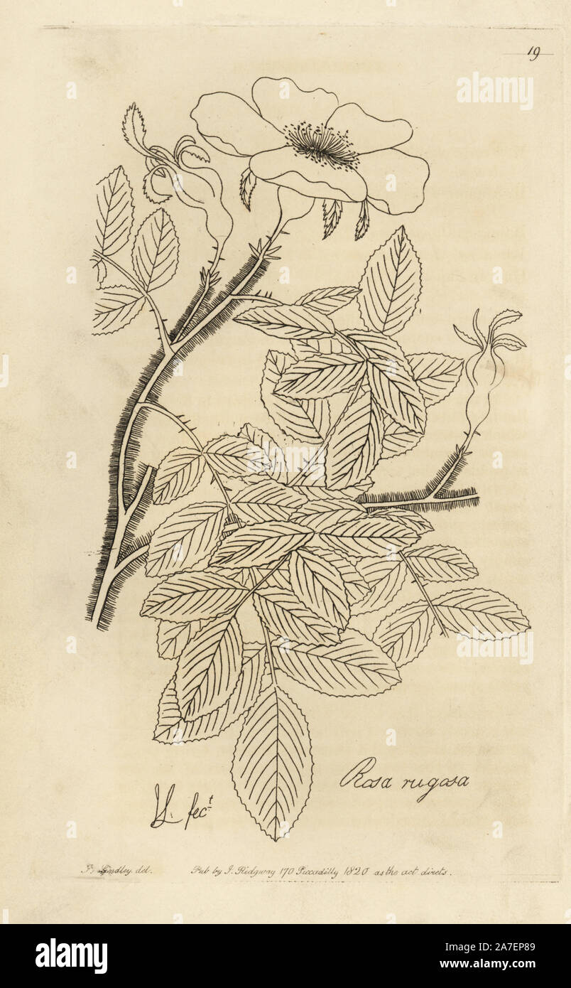 Ramanas rosa del Giappone, Rosa rugosa. Copperplate incisi da watt da una illustrazione di John Lindley dal suo "Rosarum Monographia, o una storia botanico di rose", Londra, Ridgeway, 1820. Lindley (1799-1865) era un botanico inglese che specializzato in rose e orchidee. Lindley scritto ed illustrato questa monografia quando appena 22 anni. Egli è andato a modificare il 'Registro botanico' dal 1829 al 1847. Foto Stock
