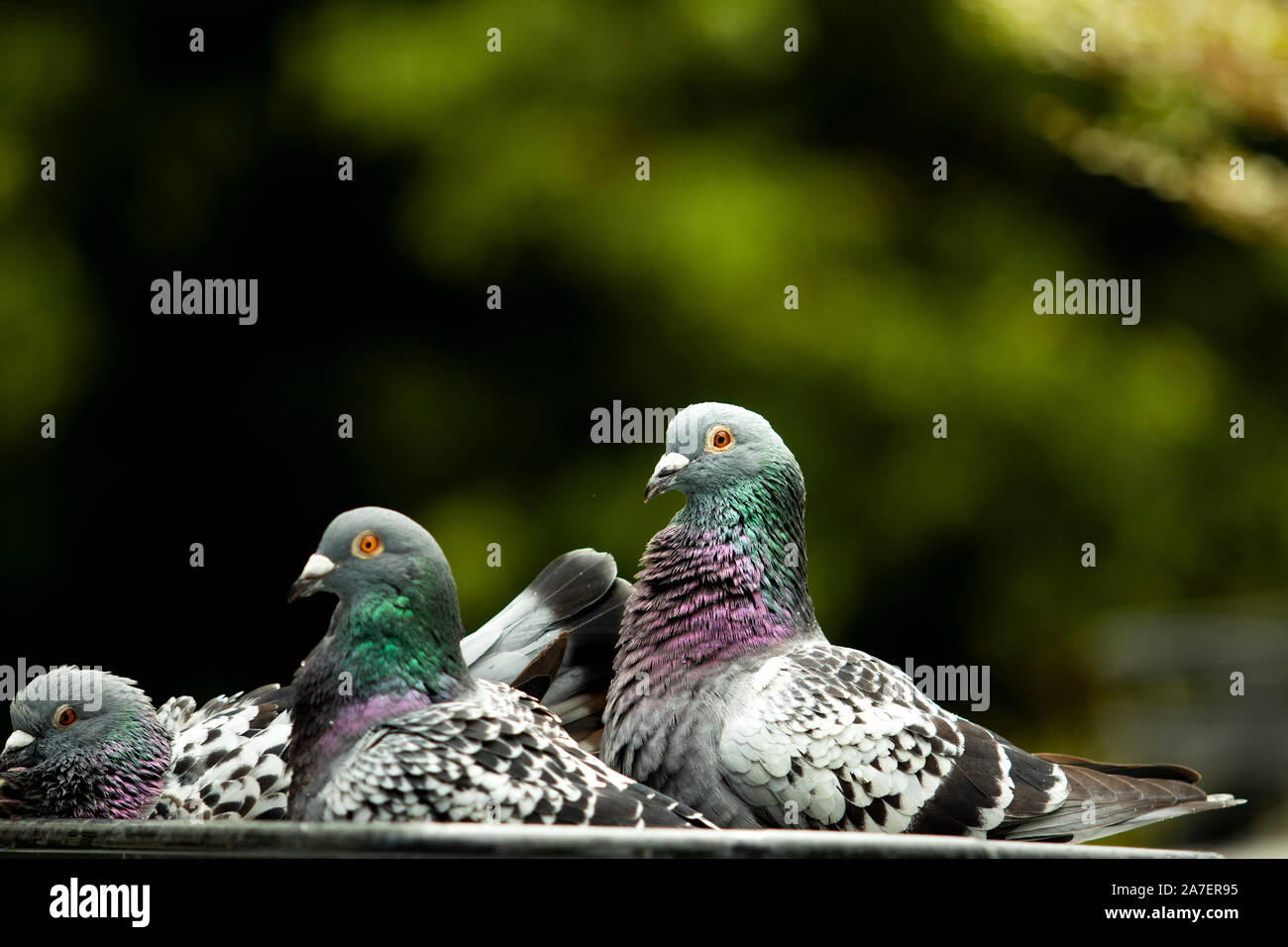 Gregge di piccione di balneazione in parco verde Foto Stock
