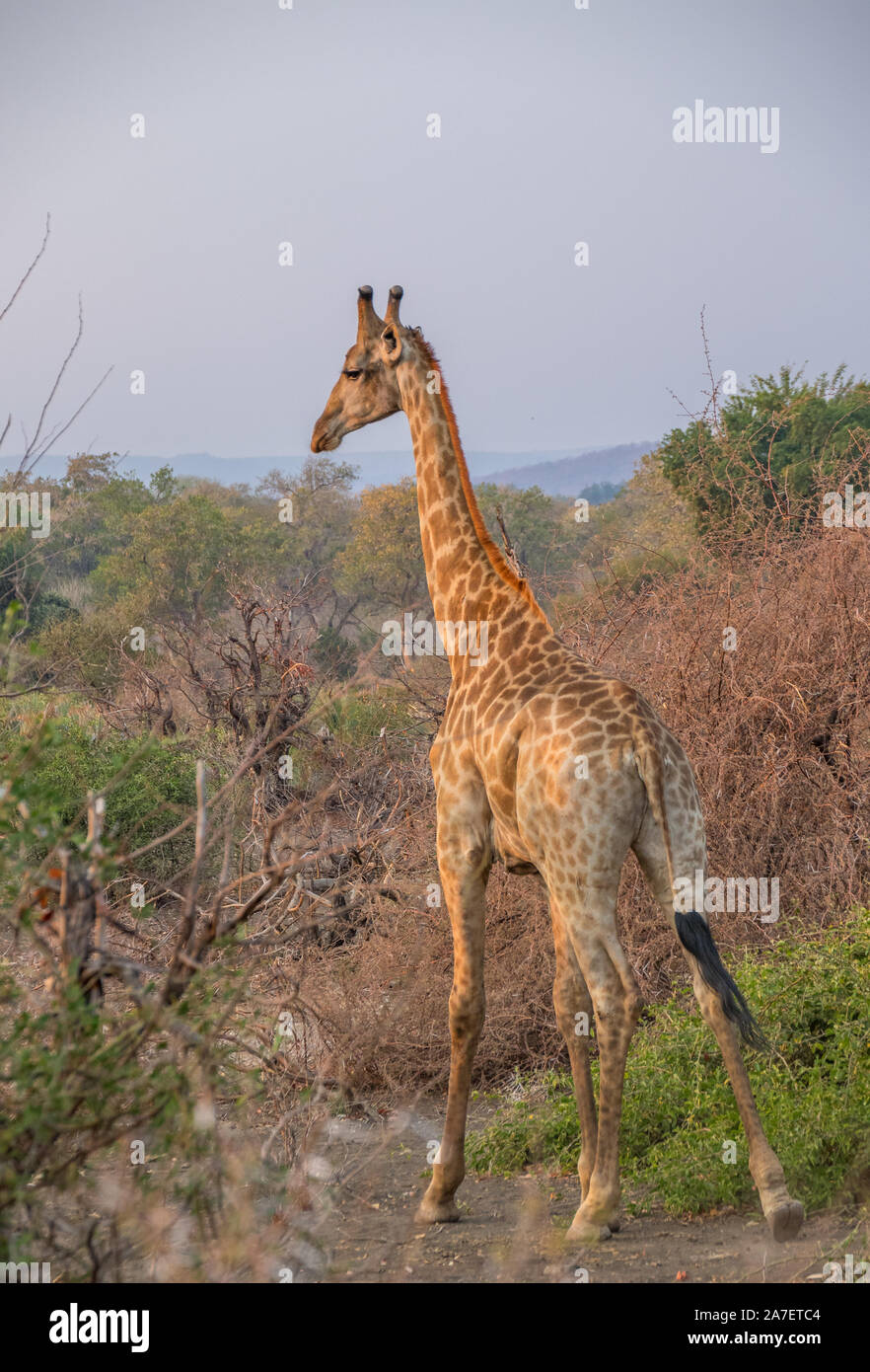 Un solitario giraffe isolato nel bush Africano immagine con spazio di copia Foto Stock