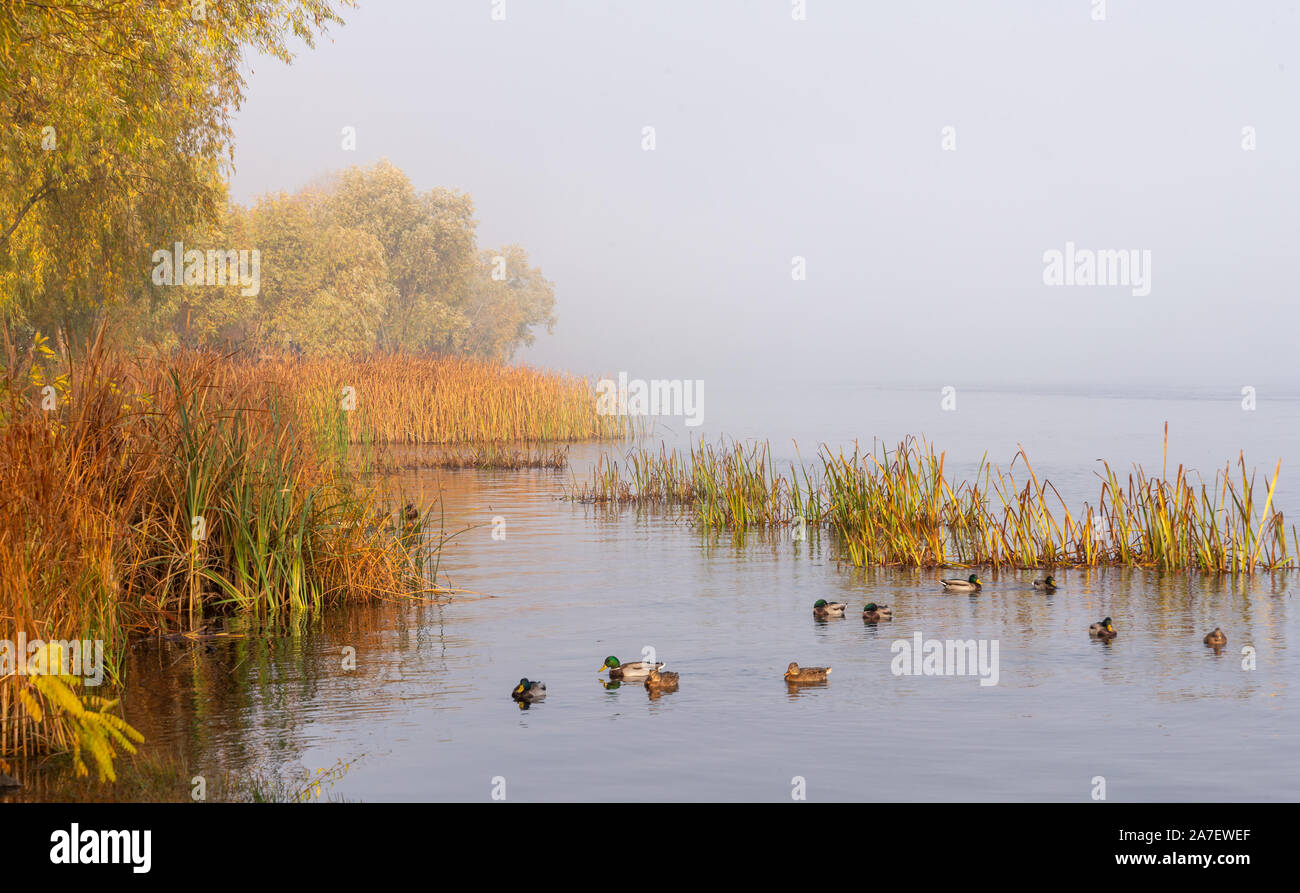 Nebbia autunnale sul fiume Dnieper, al mattino, a Kiev in Ucraina. Pettini e alberi emergere dalla nebbia, le anatre domestiche sono il nuoto in acqua calma Foto Stock
