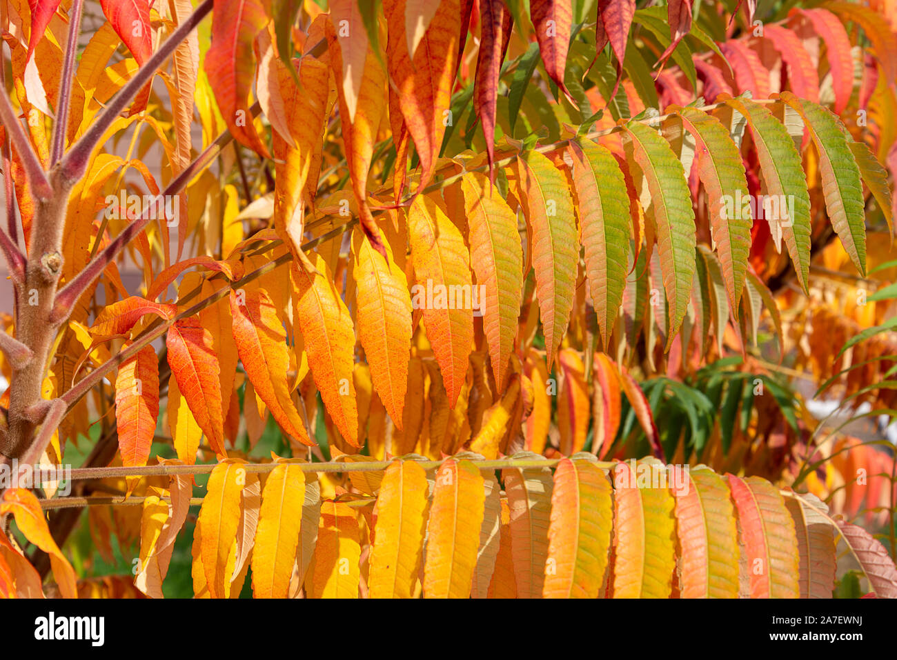 Magnifica Rhus typhina o staghorn sumac, foglie di colore verde e arancione in autunno. Close up bello per essere utilizzate come sfondo Foto Stock