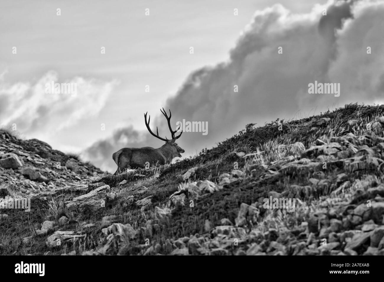 Il meraviglioso il cervo (Cervus elaphus) Foto Stock