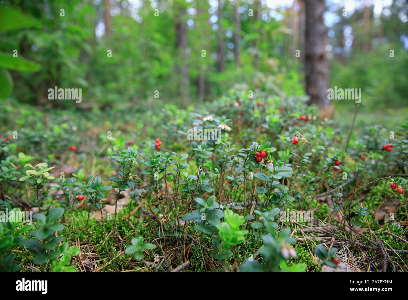 Frutti di bosco Foto Stock