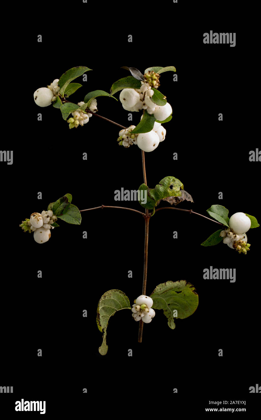 Bacche di snowberry arbusto, Symphoricarpos albus, fotografato in un studio contro uno sfondo nero. Il Dorset England Regno Unito GB Foto Stock