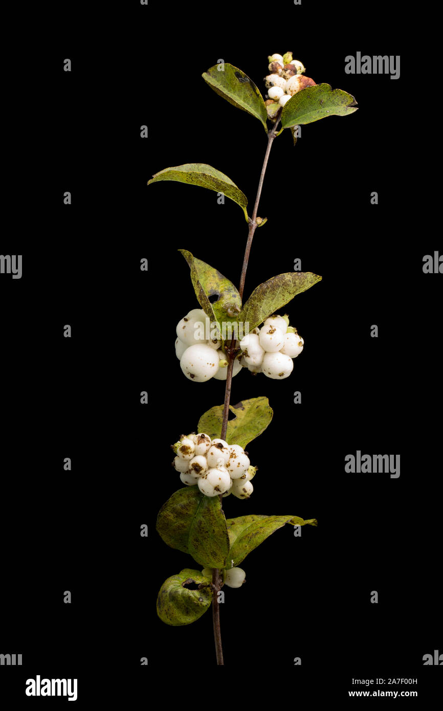 Bacche di snowberry arbusto, Symphoricarpos albus, fotografato in un studio contro uno sfondo nero. Il Dorset England Regno Unito GB Foto Stock