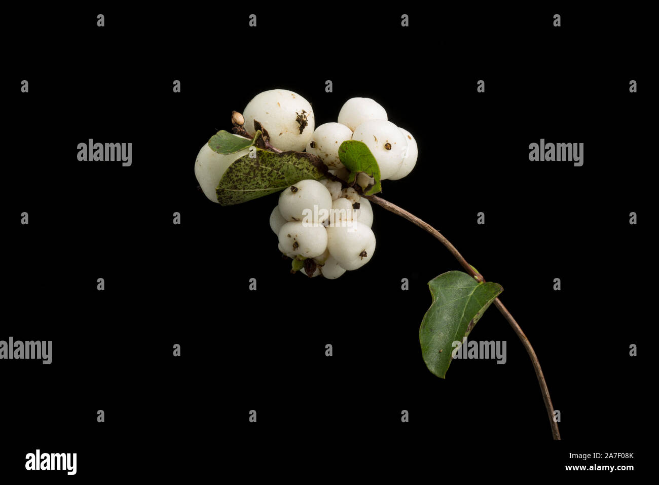 Bacche di snowberry arbusto, Symphoricarpos albus, fotografato in un studio contro uno sfondo nero. Il Dorset England Regno Unito GB Foto Stock