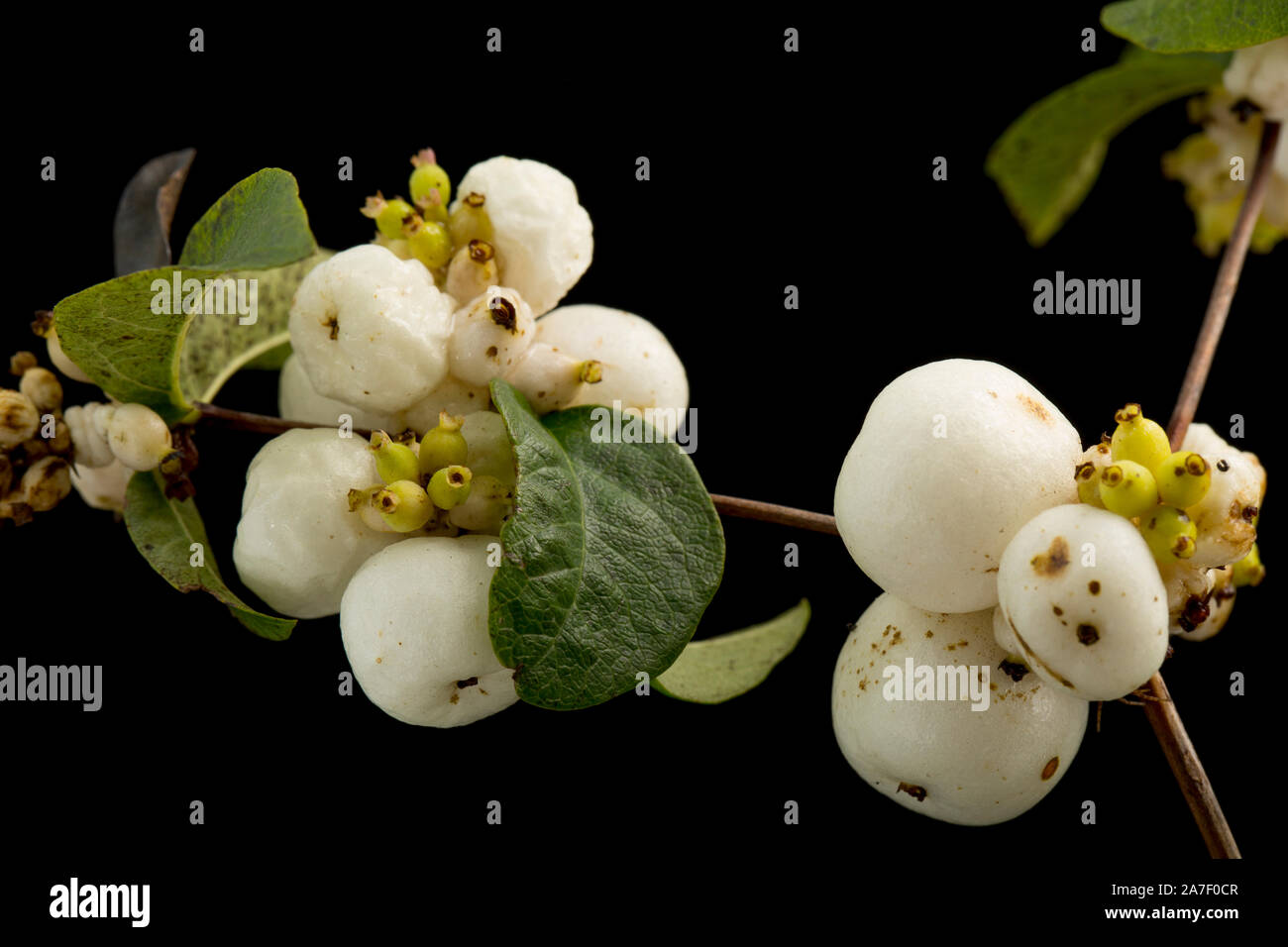 Bacche di snowberry arbusto, Symphoricarpos albus, fotografato in un studio contro uno sfondo nero. Il Dorset England Regno Unito GB Foto Stock