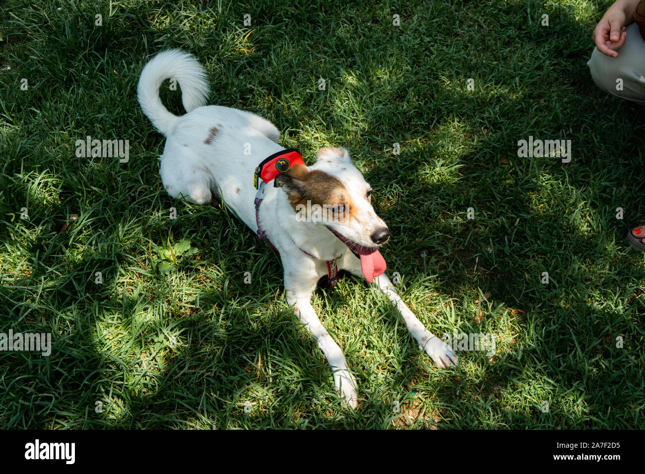 Happy dog al park, bianco di razza cane godendo di giornata di sole sull'erba Foto Stock