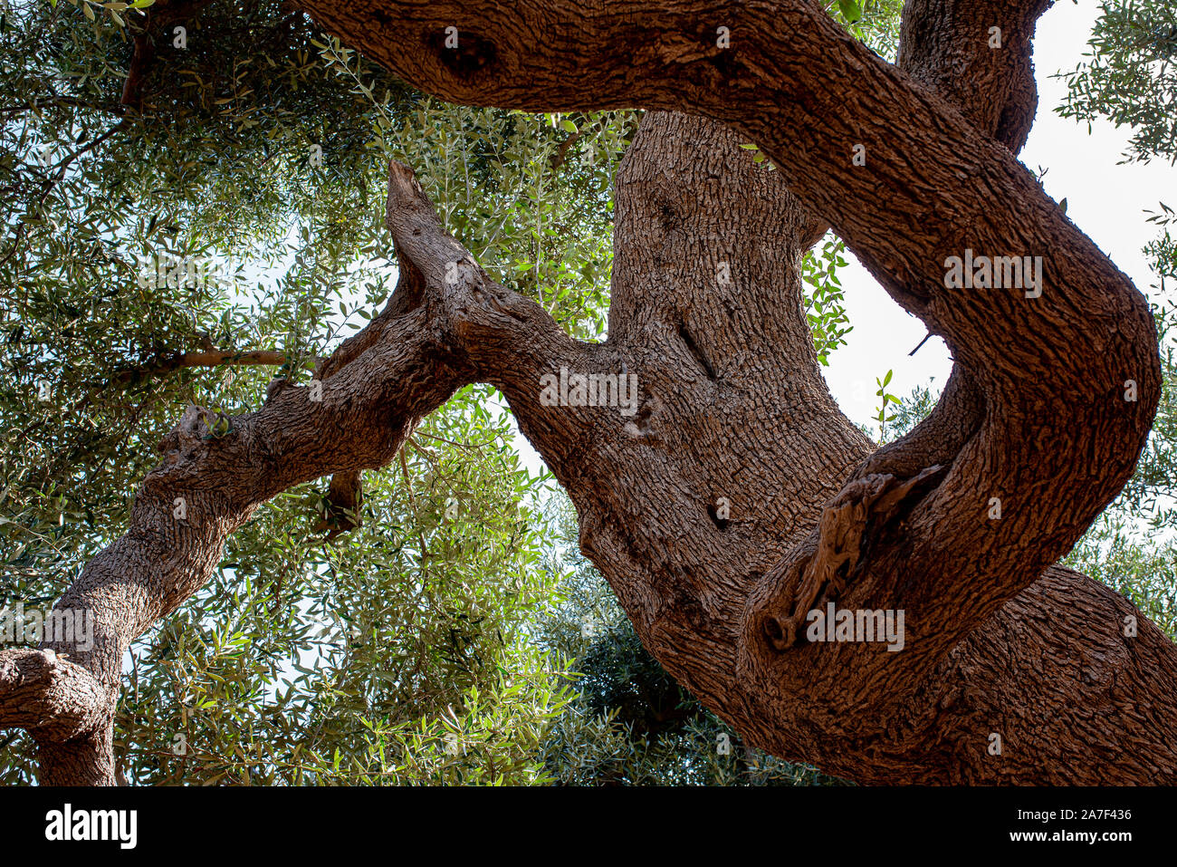 Grande ulivo con nodoso stelo centrale e rami ritorti Foto Stock