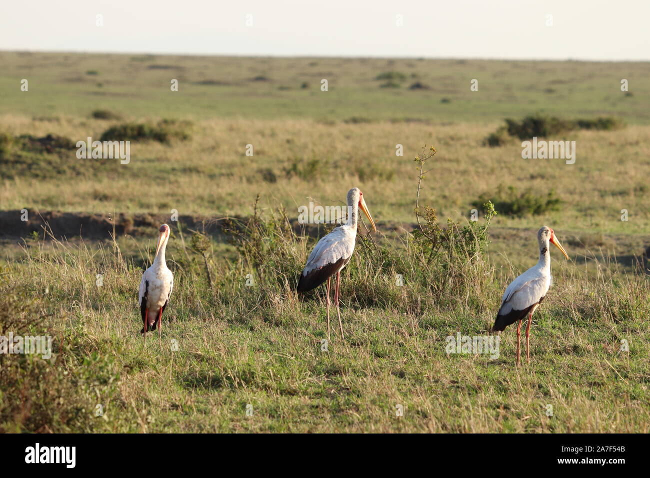 Cicogne nella savana africana. Foto Stock
