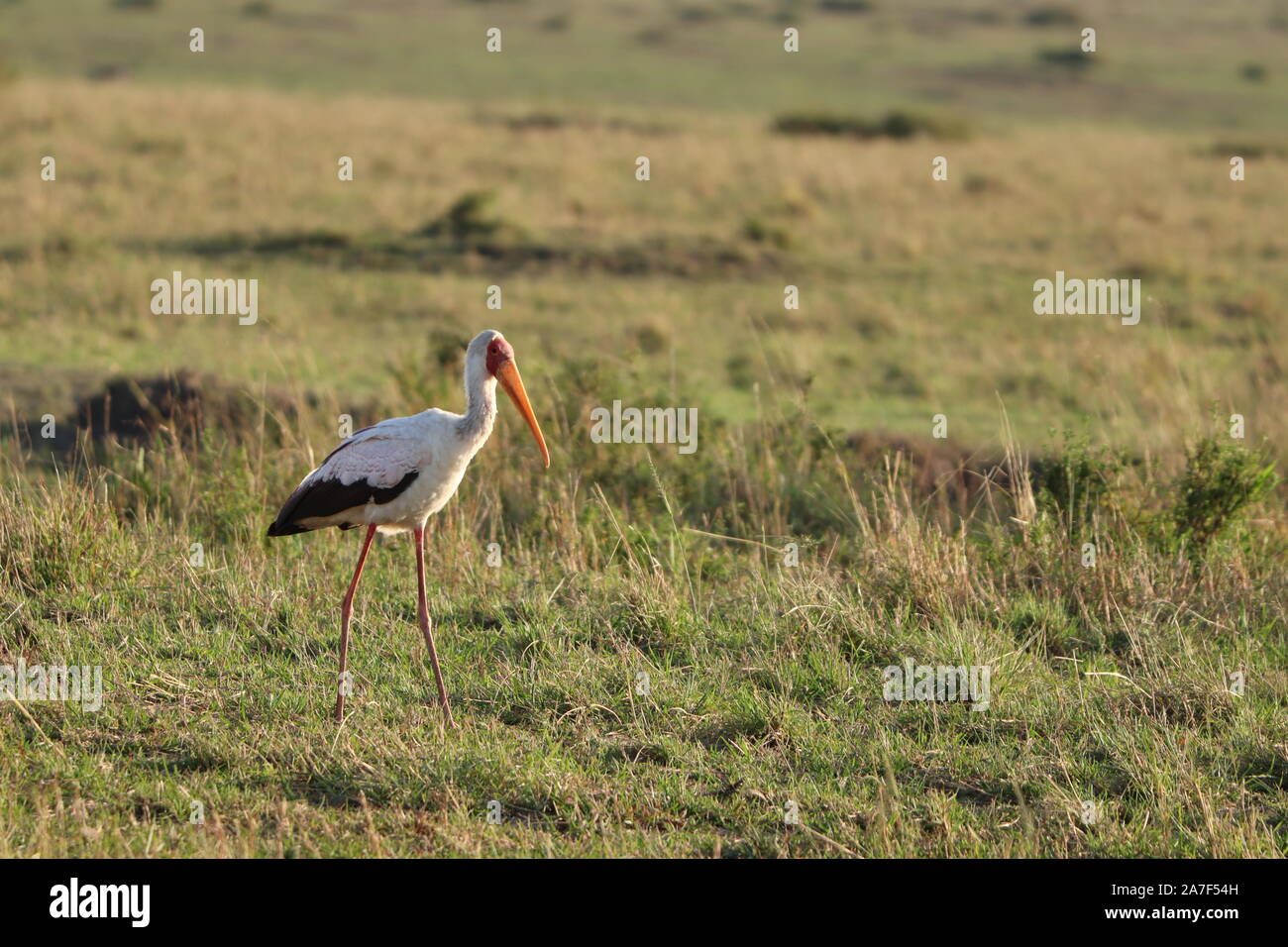 Cicogne nella savana africana. Foto Stock