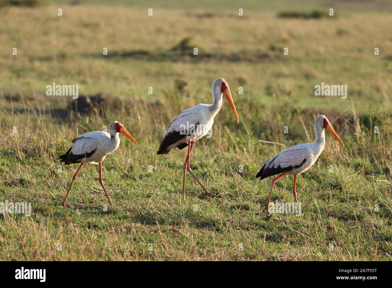 Cicogne nella savana africana. Foto Stock