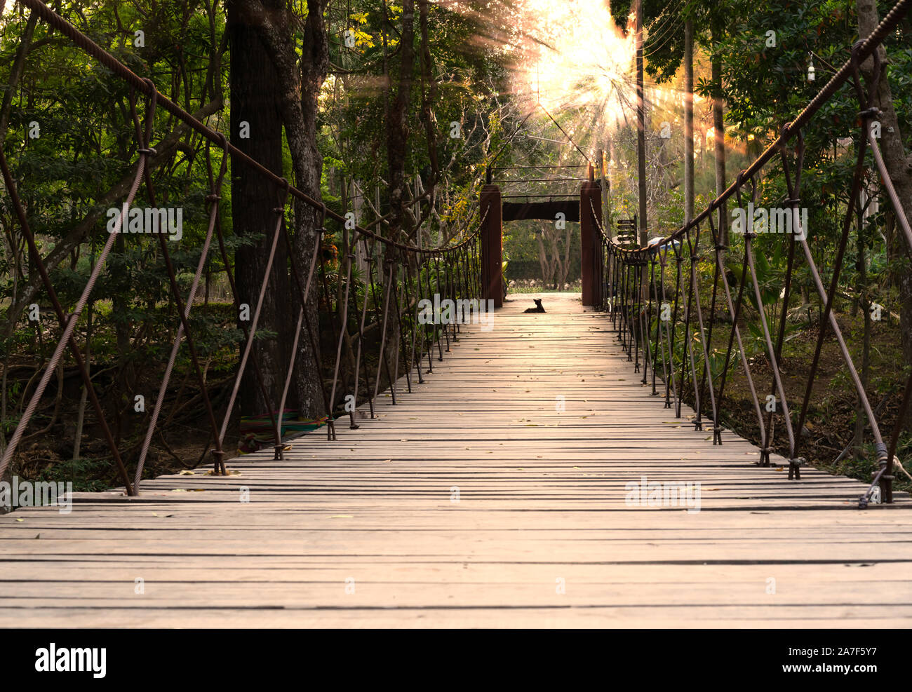 Il livello del suolo in prospettiva di una sospensione in acciaio ponte del piede in una foresta tropicale - legno lamella attraversamento fluviale su un sentiero di avventura con un cane guardando i caldi raggi del sole attraverso gli alberi Foto Stock