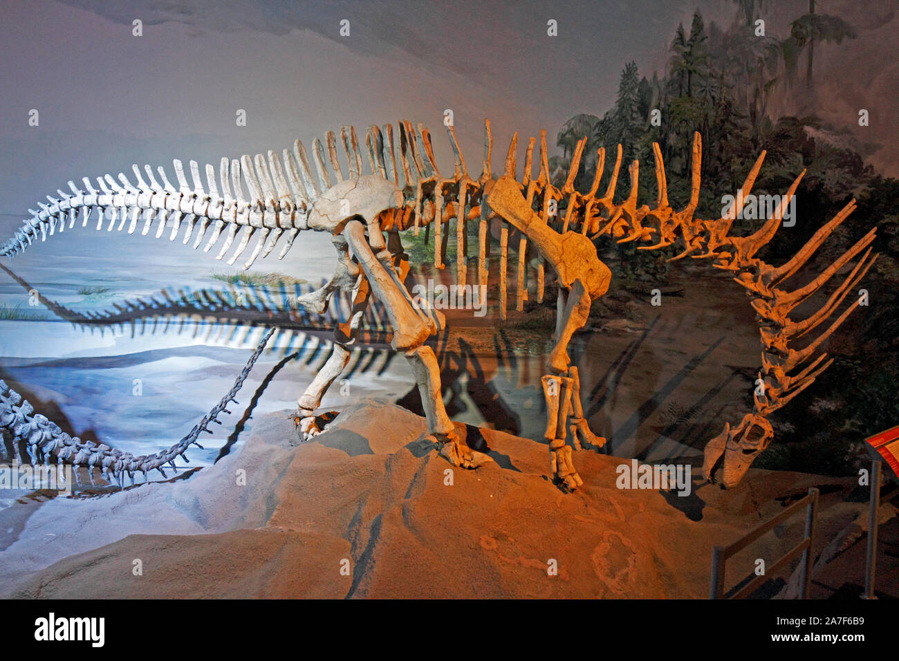 Amargasuarus - vertebrado increible. Vertebre incredibile struttura ossea. Foto Stock