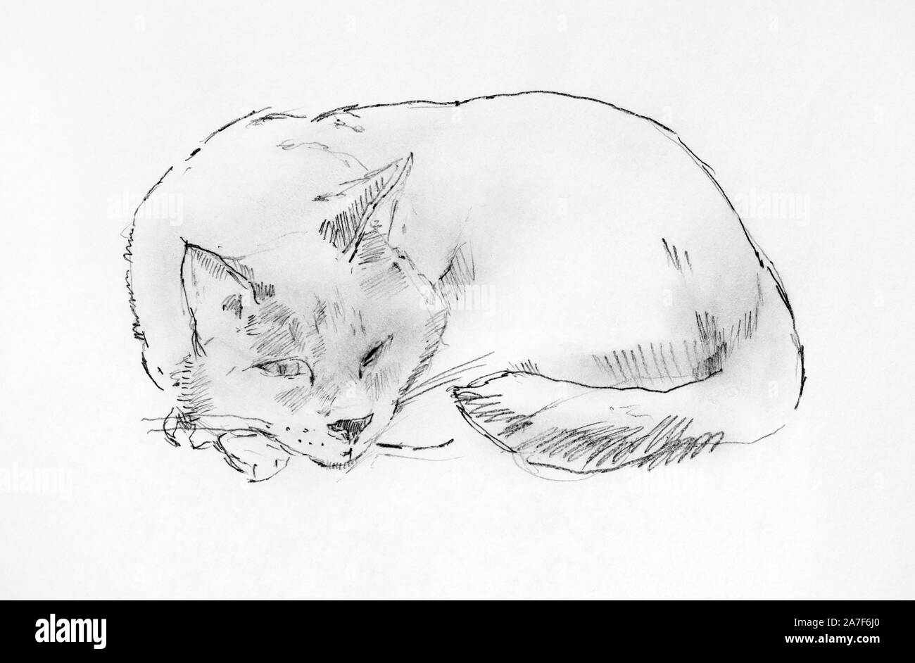 Matita disegno gatto immagini e fotografie stock ad alta risoluzione - Alamy