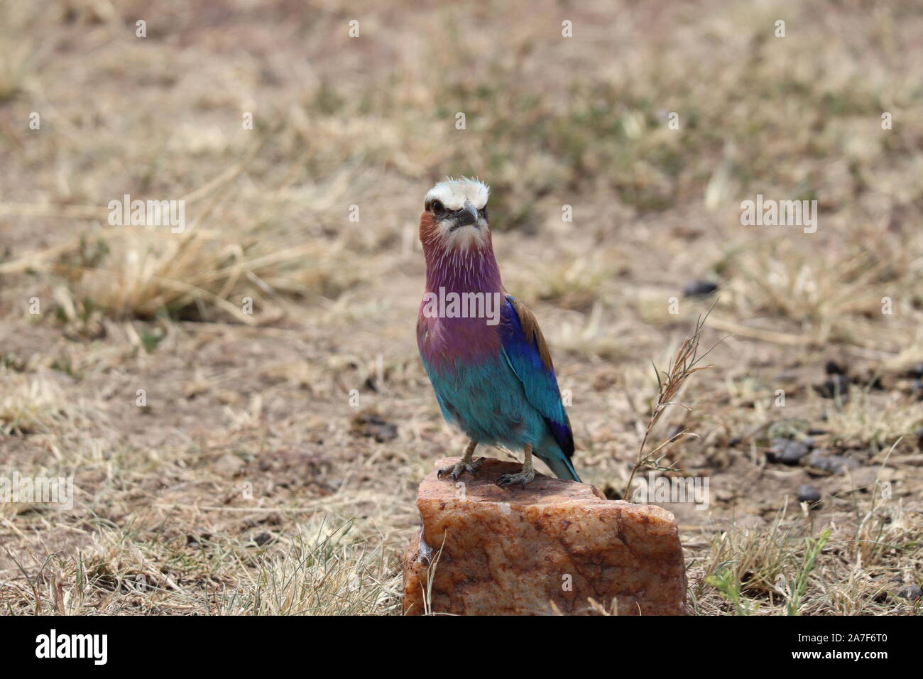 Lilac breasted rullo su una roccia. Foto Stock
