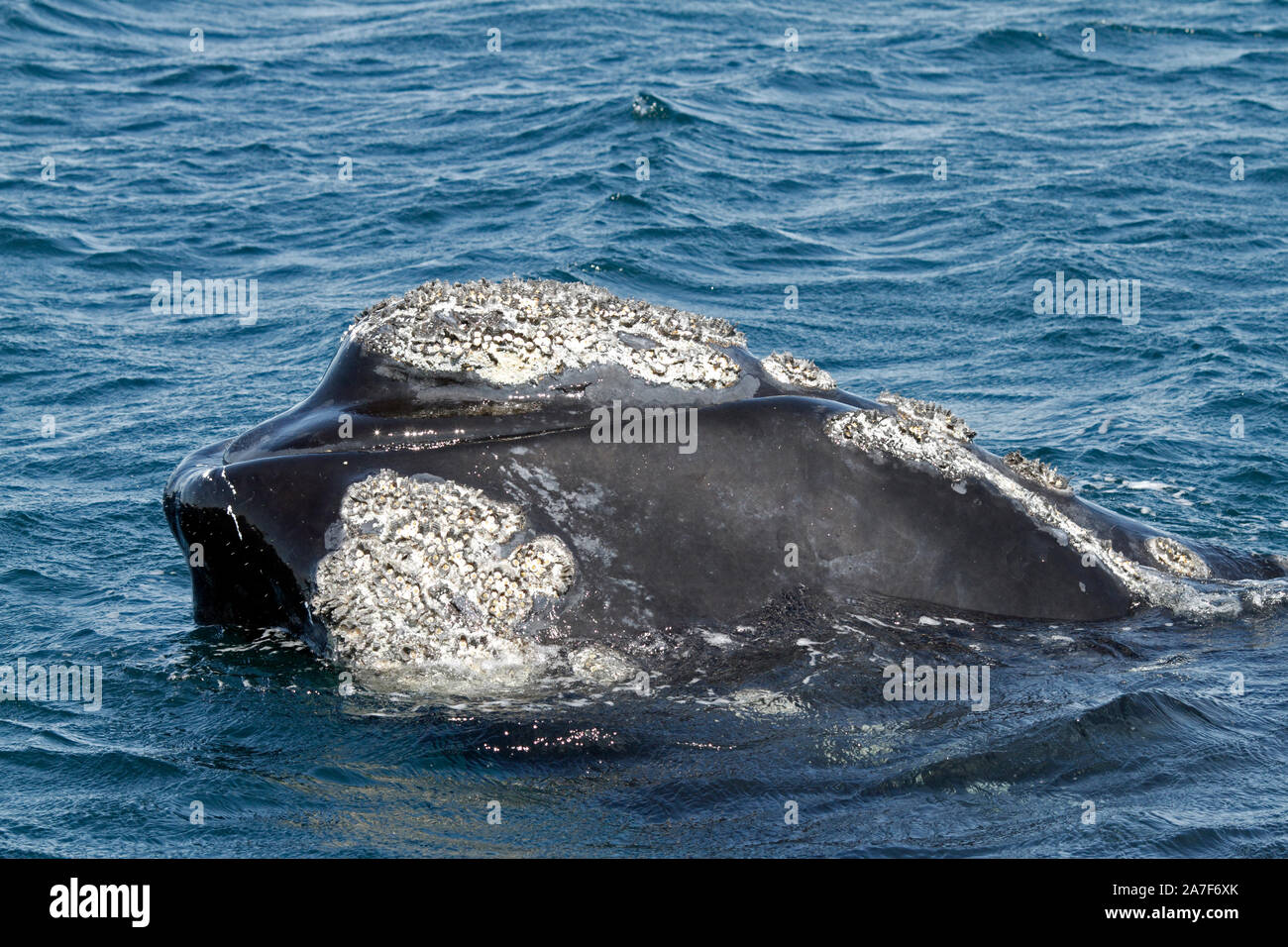 Southern Right Whale nel Golfo Nuevo vicino Punta Piramidis sulla Penisola Valdes, Patagaonia, Cubut, Argentina. Foto Stock