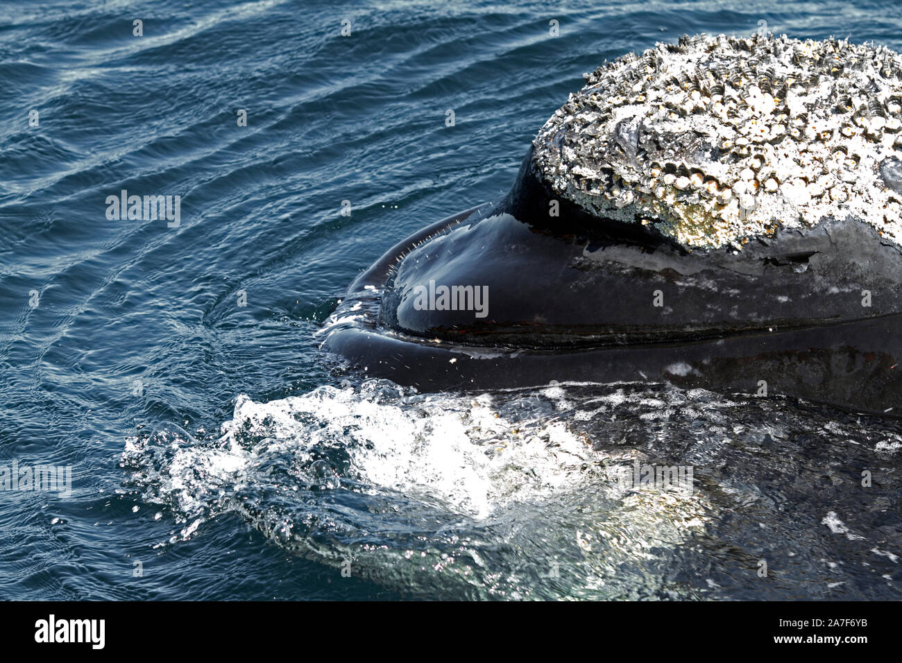 Southern Right Whale nel Golfo Nuevo vicino Punta Piramidis sulla Penisola Valdes, Patagaonia, Cubut, Argentina. Foto Stock