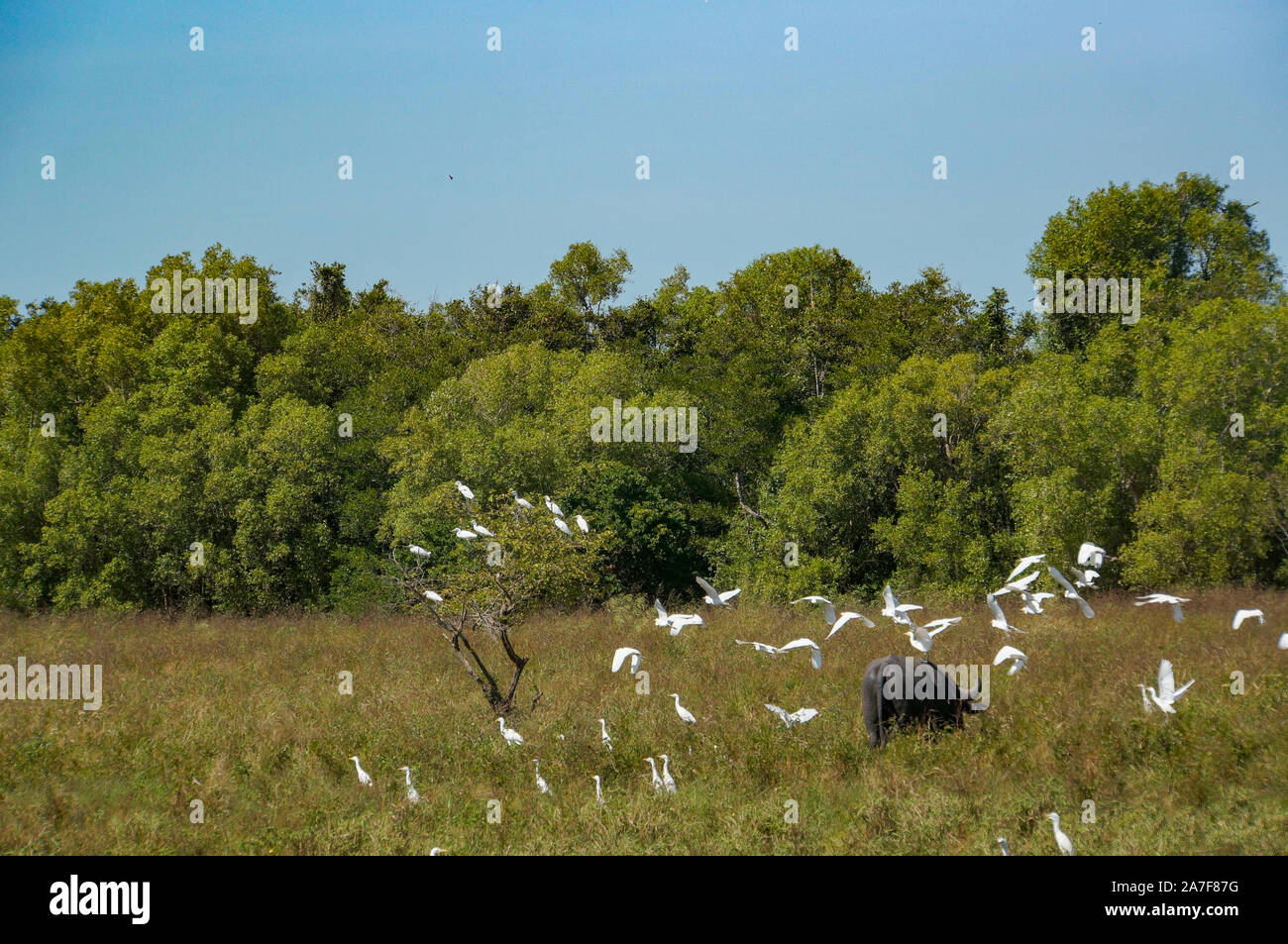 La vita degli uccelli del Parco Nazionale Kakadu airone bianco seduto su vacche, Yellow Waters billabong,, il Parco Nazionale Kakadu, Territorio del Nord, l'Australia Foto Stock