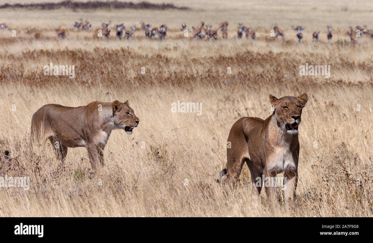 Due Leonessa (Panthera leo) caccia nei pressi di un allevamento di springbok antilope nelle praterie del Parco Nazionale di Etosha in Namibia, Africa. Foto Stock