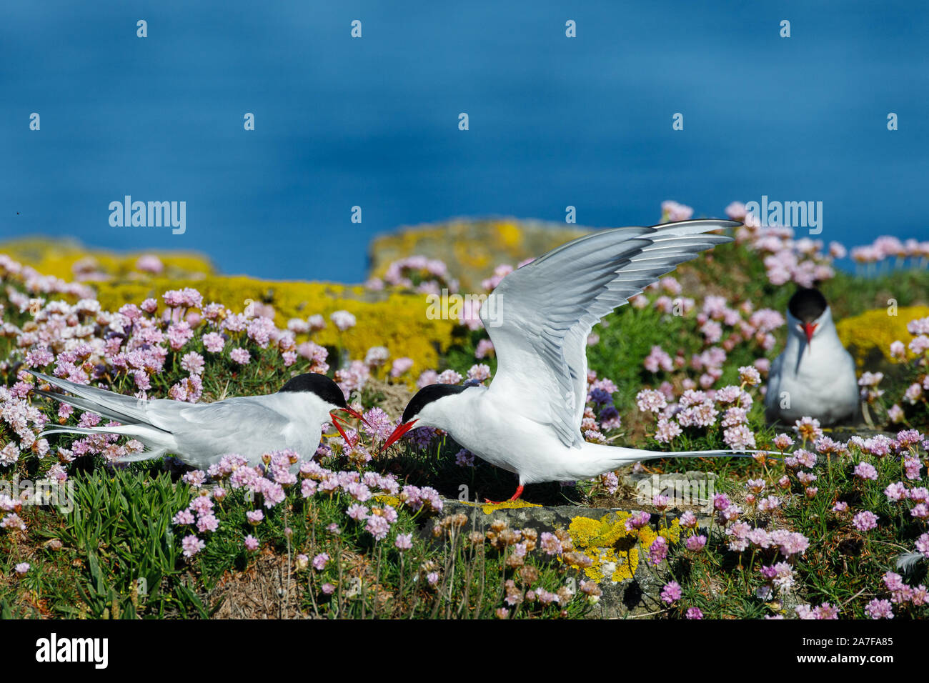 Arctic Tern, Sterna paradisaea Foto Stock