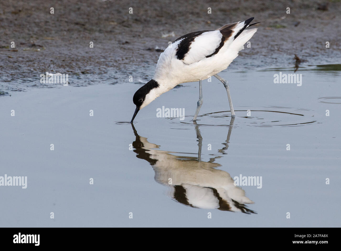 Avocet, Recurvirostra avosetta Foto Stock