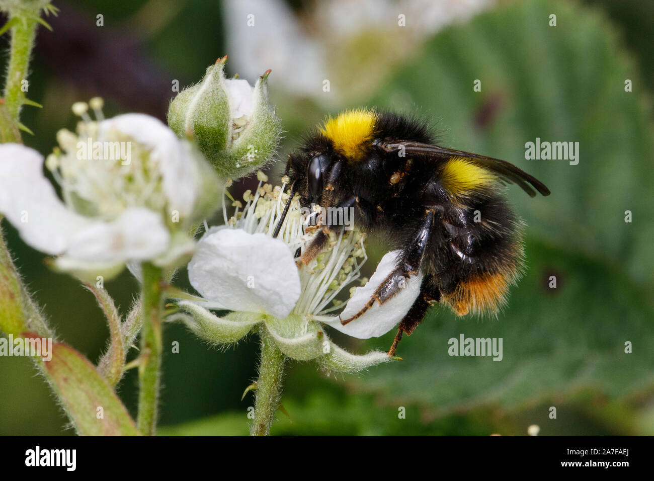 Inizio a Bumblebee, Bombus pratorum, su Blackberry Foto Stock