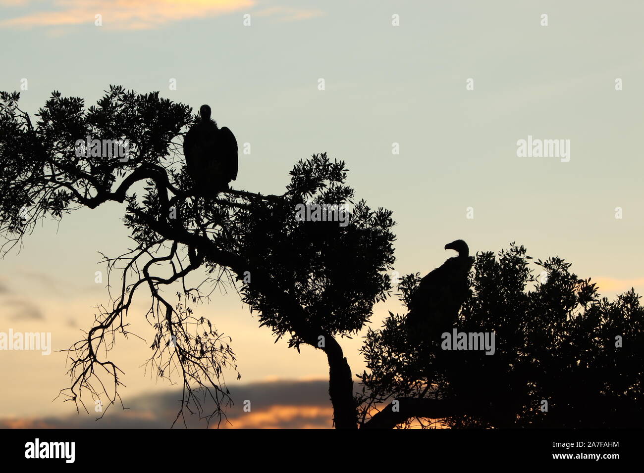Silhouette di avvoltoi in una struttura ad albero. Foto Stock